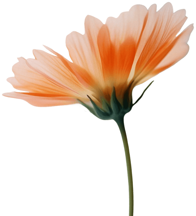 Softly focused orange flower